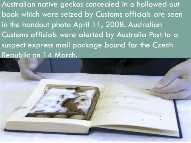 Australian native geckos concealed in a hollowed out book which were seized