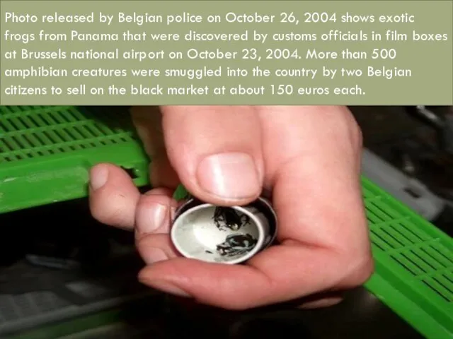 Photo released by Belgian police on October 26, 2004 shows exotic frogs