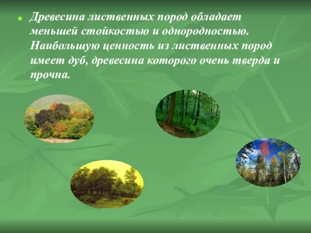 Древесина лиственных пород обладает меньшей стойкостью и однородностью. Наибольшую ценность из лиственных