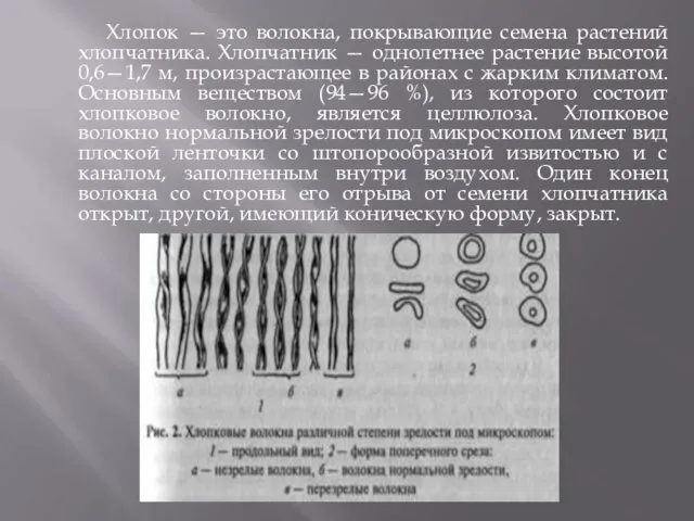 Хлопок — это волокна, покрывающие семена растений хлопчатника. Хлопчатник — однолетнее растение