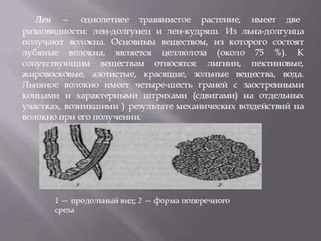 Лен — однолетнее травянистое растение, имеет две разновидности: лен-долгунец и лен-кудряш. Из