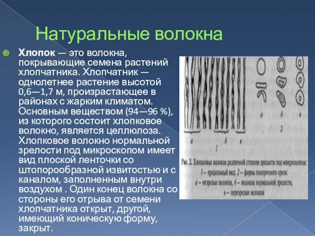 Натуральные волокна Хлопок — это волокна, покрывающие семена растений хлопчатника. Хлопчатник —