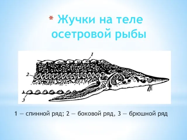 Жучки на теле осетровой рыбы