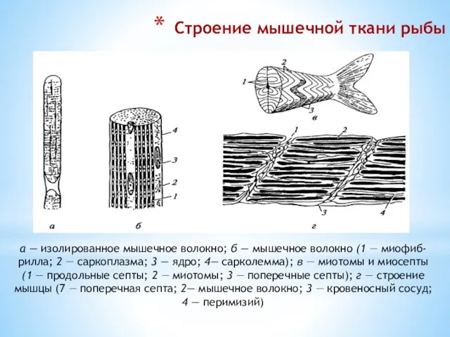 Строение мышечной ткани рыбы а — изолированное мышечное волокно; б — мышечное