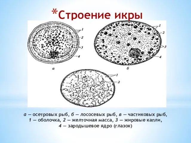 Строение икры а — осетровых рыб, б — лососевых рыб, в —