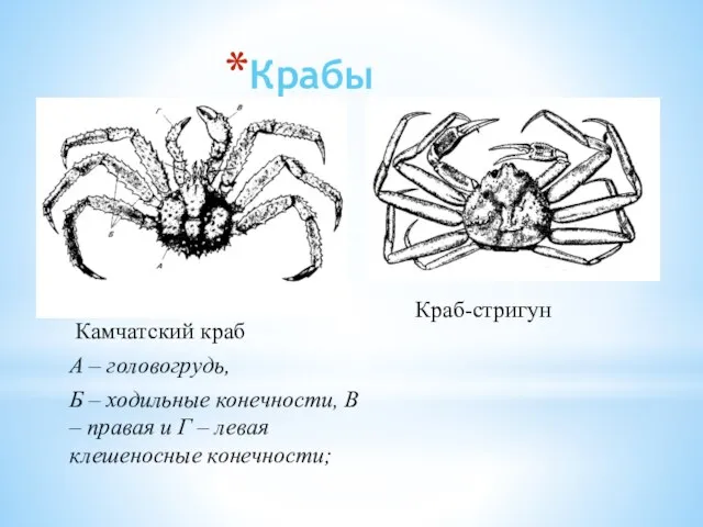 Камчатский краб А – головогрудь, Б – ходильные конечности, В – правая