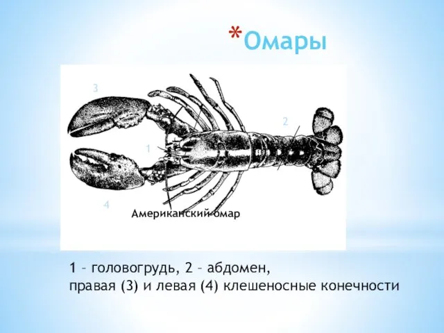 Омары Американский омар 1 2 3 4 1 – головогрудь, 2 –