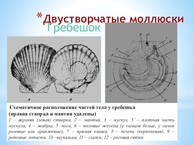 Двустворчатые моллюски Схематичное расположение частей тела у гребешка (правая створка и мантия