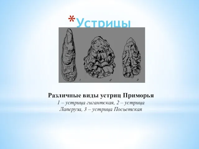 Устрицы Различные виды устриц Приморья 1 – устрица гигантская, 2 – устрица