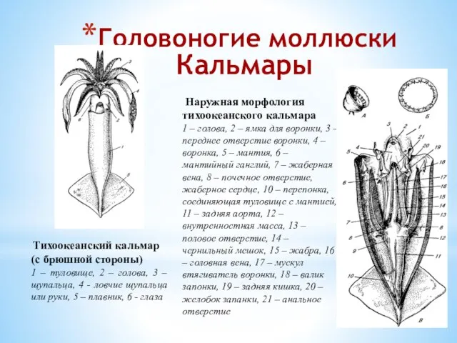 Головоногие моллюски Кальмары Наружная морфология тихоокеанского кальмара 1 – голова, 2 –