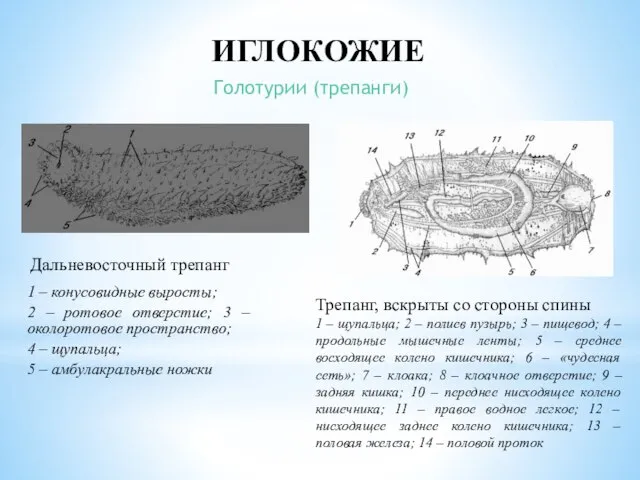 Голотурии (трепанги) ИГЛОКОЖИЕ Дальневосточный трепанг 1 – конусовидные выросты; 2 – ротовое