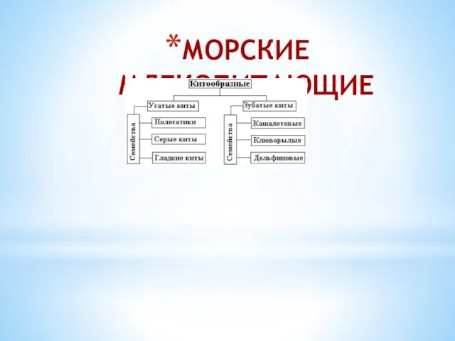 МОРСКИЕ МЛЕКОПИТАЮЩИЕ