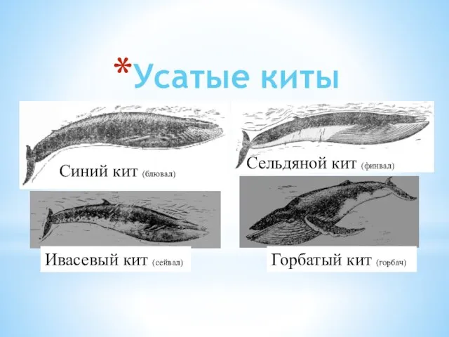 Усатые киты Синий кит (блювал) Горбатый кит (горбач) Ивасевый кит (сейвал) Сельдяной кит (финвал)