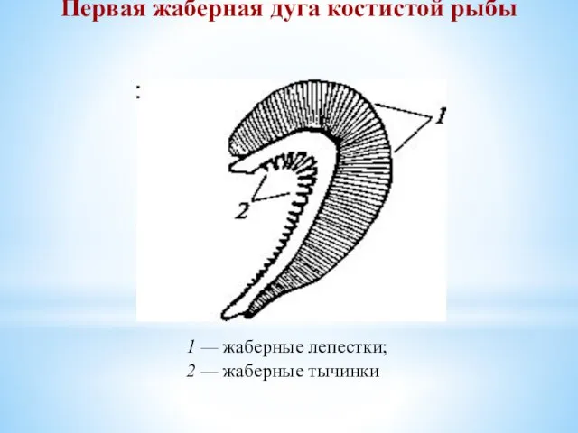 1 — жаберные лепестки; 2 — жаберные тычинки Первая жаберная дуга костистой рыбы