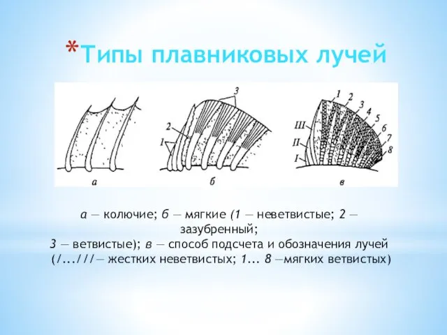 Типы плавниковых лучей а — колючие; б — мягкие (1 — неветвистые;