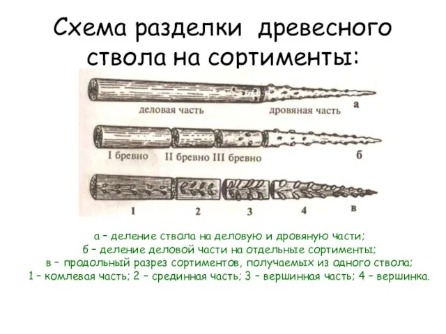 Схема разделки древесного ствола на сортименты: а – деление ствола на деловую