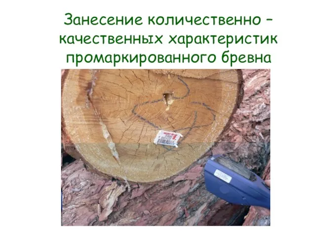 Занесение количественно – качественных характеристик промаркированного бревна