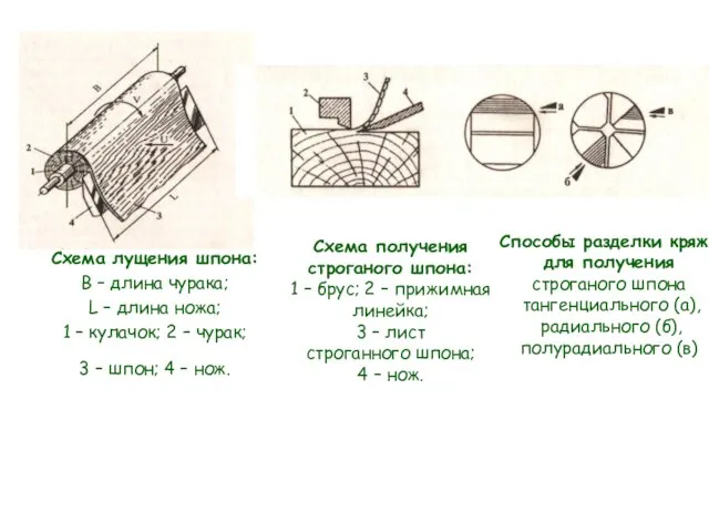 Схема лущения шпона: В – длина чурака; L – длина ножа; 1