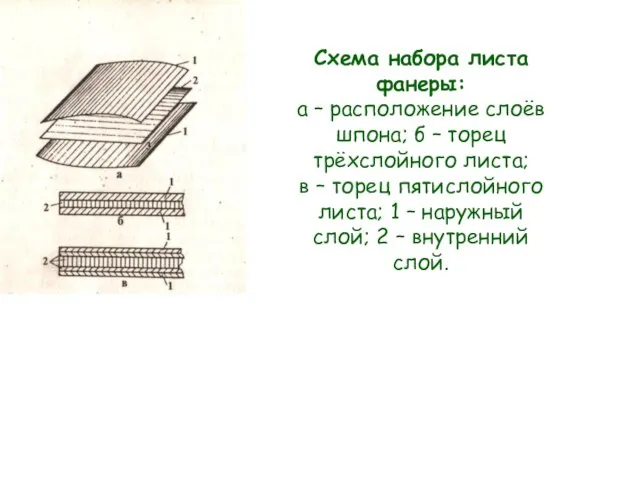 Схема набора листа фанеры: а – расположение слоёв шпона; б – торец