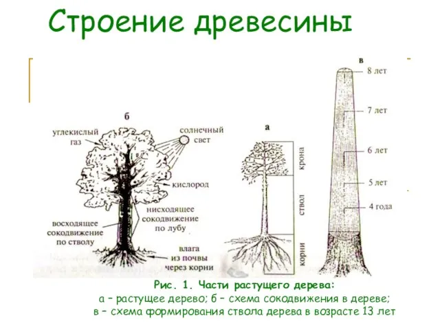 Строение древесины Рис. 1. Части растущего дерева: а – растущее дерево; б