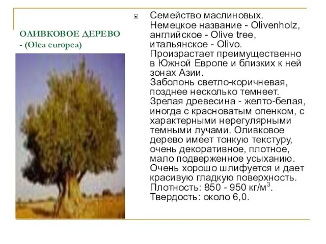 ОЛИВКОВОЕ ДЕРЕВО - (Olea europea) Семейство маслиновых. Немецкое название - Olivenholz, английское