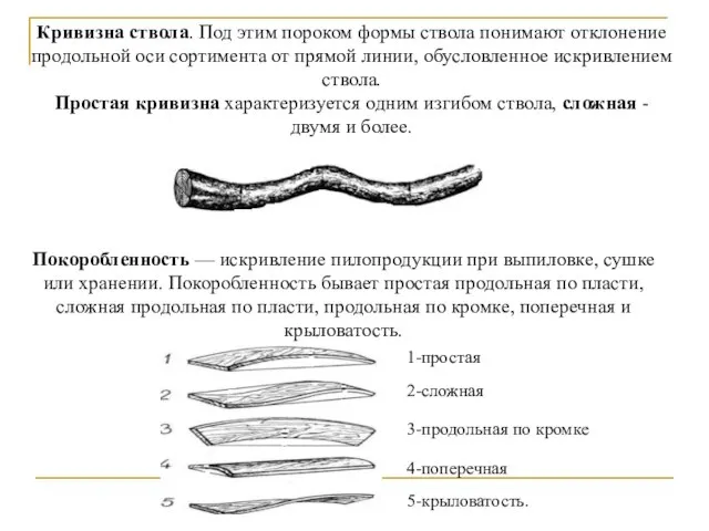 Кривизна ствола. Под этим пороком формы ствола понимают отклонение продольной оси сортимента