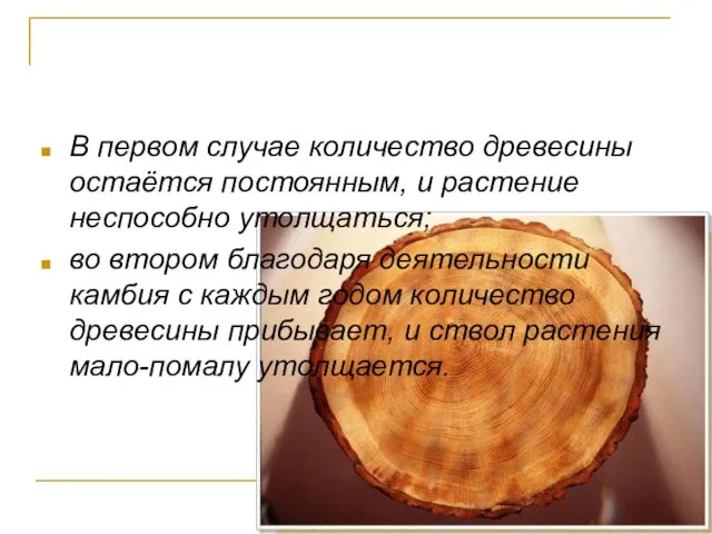 В первом случае количество древесины остаётся постоянным, и растение неспособно утолщаться; во