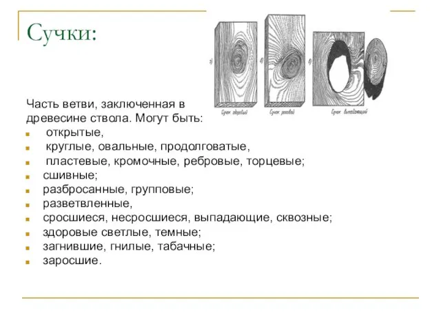 Сучки: Часть ветви, заключенная в древесине ствола. Могут быть: открытые, круглые, овальные,