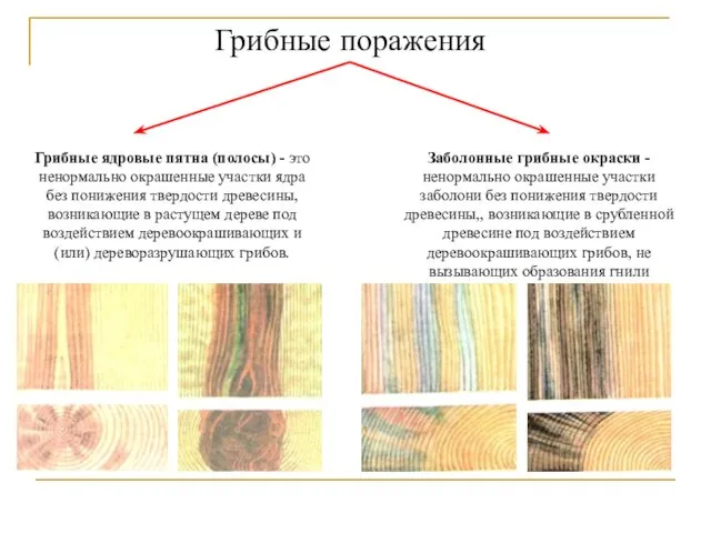 Грибные поражения Грибные ядровые пятна (полосы) - это ненормально окрашенные участки ядра