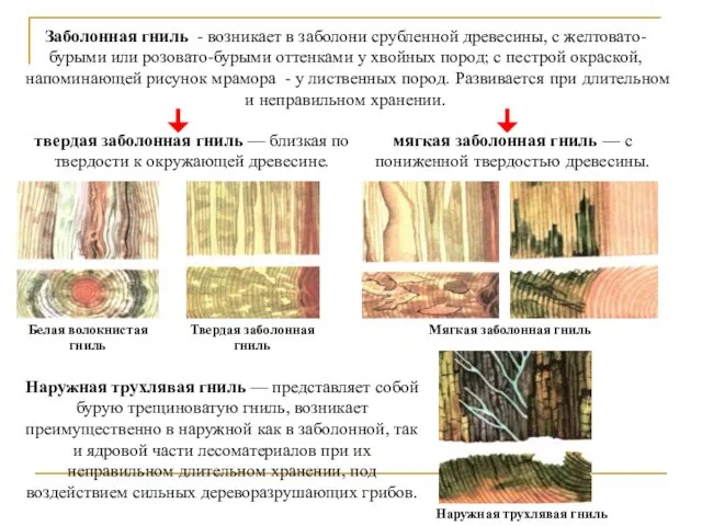 Заболонная гниль - возникает в заболони срубленной древесины, с желтовато-бурыми или розовато-бурыми