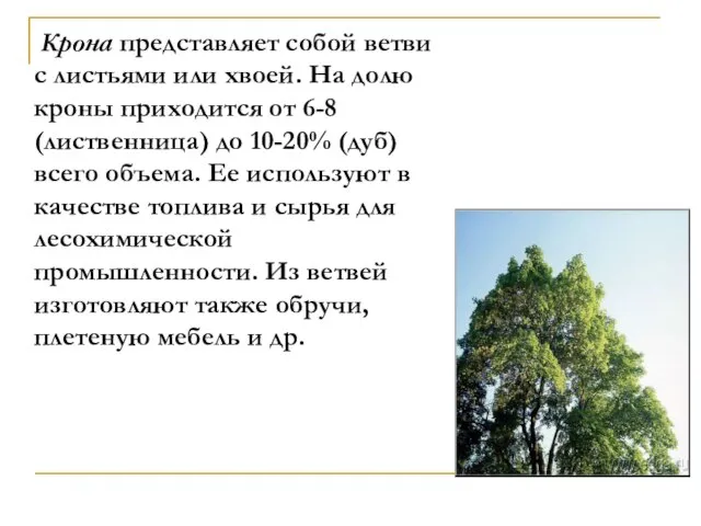 Крона представляет собой ветви с листьями или хвоей. На долю кроны приходится