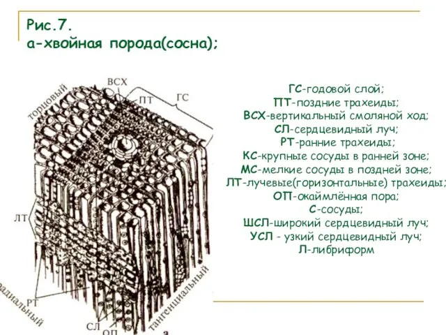 Рис.7. а-хвойная порода(сосна); ГС-годовой слой; ПТ-поздние трахеиды; ВСХ-вертикальный смоляной ход; СЛ-сердцевидный луч;