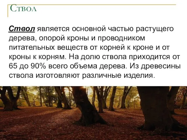 Ствол Ствол является основной частью растущего дерева, опорой кроны и проводником питательных