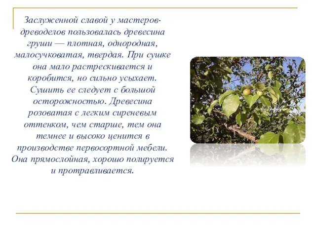 Заслуженной славой у мастеров-древоделов пользовалась древесина груши — плотная, однородная, малосучковатая, твердая.