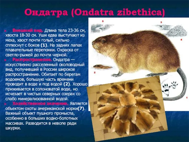 Ондатра (Ondatra zibethica) Внешний вид. Длина тела 23-36 см, хвоста 18-30 см.