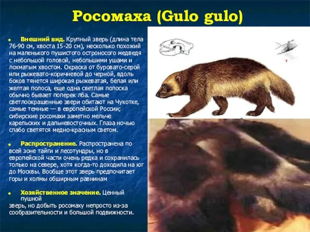 Росомаха (Gulo gulo) Внешний вид. Крупный зверь (длина тела 76-90 см, хвоста