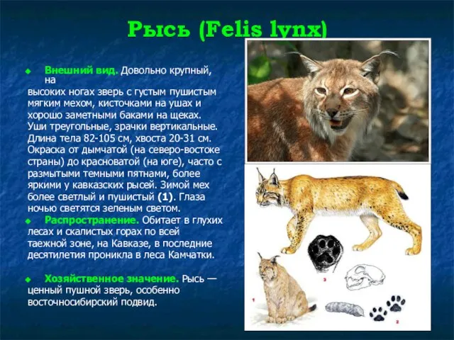 Рысь (Felis lynx) Внешний вид. Довольно крупный, на высоких ногах зверь с