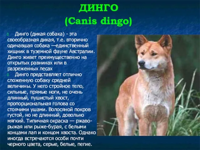 ДИНГО (Canis dingo) Динго (дикая собака) - эта своеобразная дикая, т.е. вторично