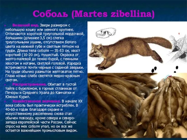 Соболь (Martes zibellina) Внешний вид. Звери размером с небольшую кошку или немного