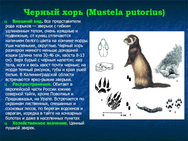 Черный хорь (Mustela putorius) Внешний вид. Все представители рода хорьков — зверьки