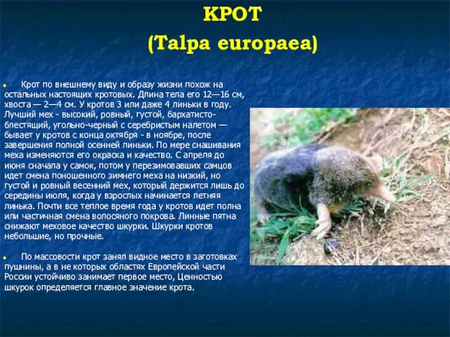 КРОТ (Talpa europaea) Крот по внешнему виду и образу жизни похож на