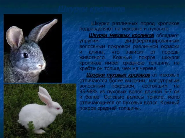 Шкурки кроликов Шкурки различных пород кроликов подразделяют на меховые и пуховые. Шкурки