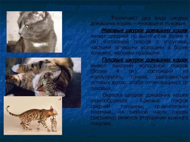 Шкурки домашних кошек Различают два вида шкурок домашних кошек – меховые и
