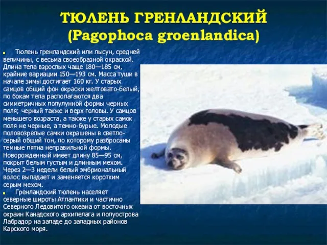 ТЮЛЕНЬ ГРЕНЛАНДСКИЙ (Pagophoca groenlandica) Тюлень гренландский или лысун, средней величины, с весьма