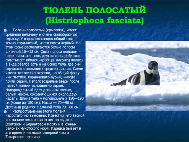 ТЮЛЕНЬ ПОЛОСАТЫЙ (Histriophoca fasciata) Тюлень полосатый (крылатка), имеет среднюю величину и очень