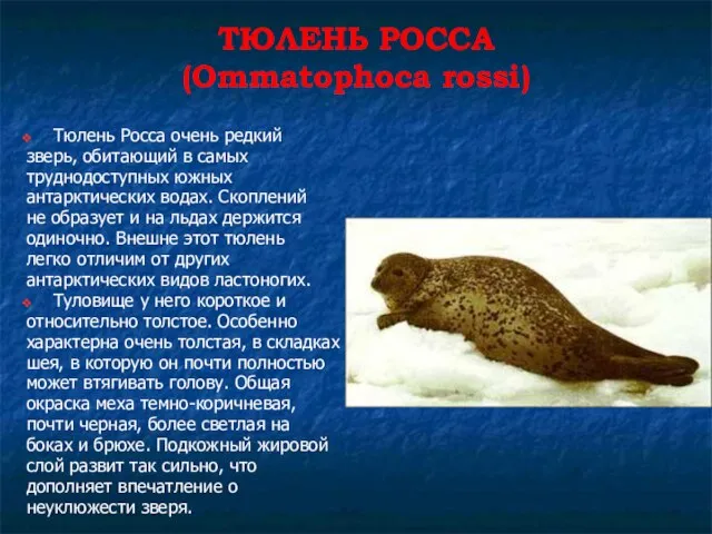 ТЮЛЕНЬ РОССА (Ommatophoca rossi) Тюлень Росса очень редкий зверь, обитающий в самых