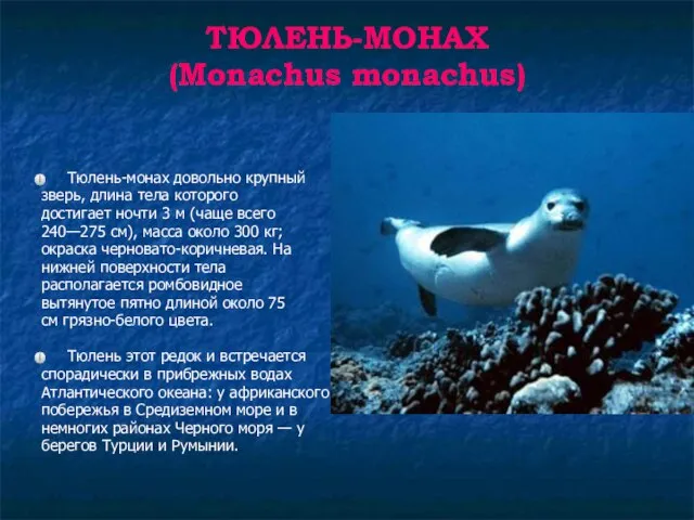 ТЮЛЕНЬ-МОНАХ (Monachus monachus) Тюлень-монах довольно крупный зверь, длина тела которого достигает ночти