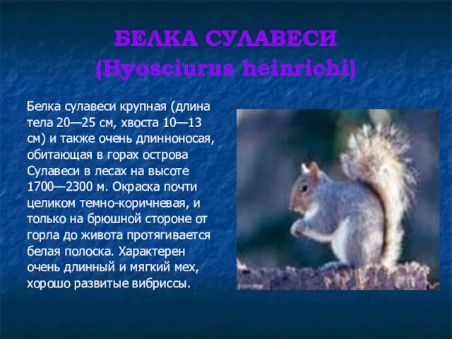 БЕЛКА СУЛАВЕСИ (Hyosciurus heinrichi) Белка сулавеси крупная (длина тела 20—25 см, хвоста