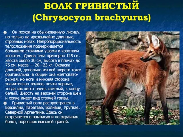 ВОЛК ГРИВИСТЫЙ (Chrysocyon brachyurus) Он похож на обыкновенную лисицу, но только на