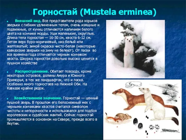 Горностай (Mustela erminea) Внешний вид. Все представители рода хорьков зверьки с гибким